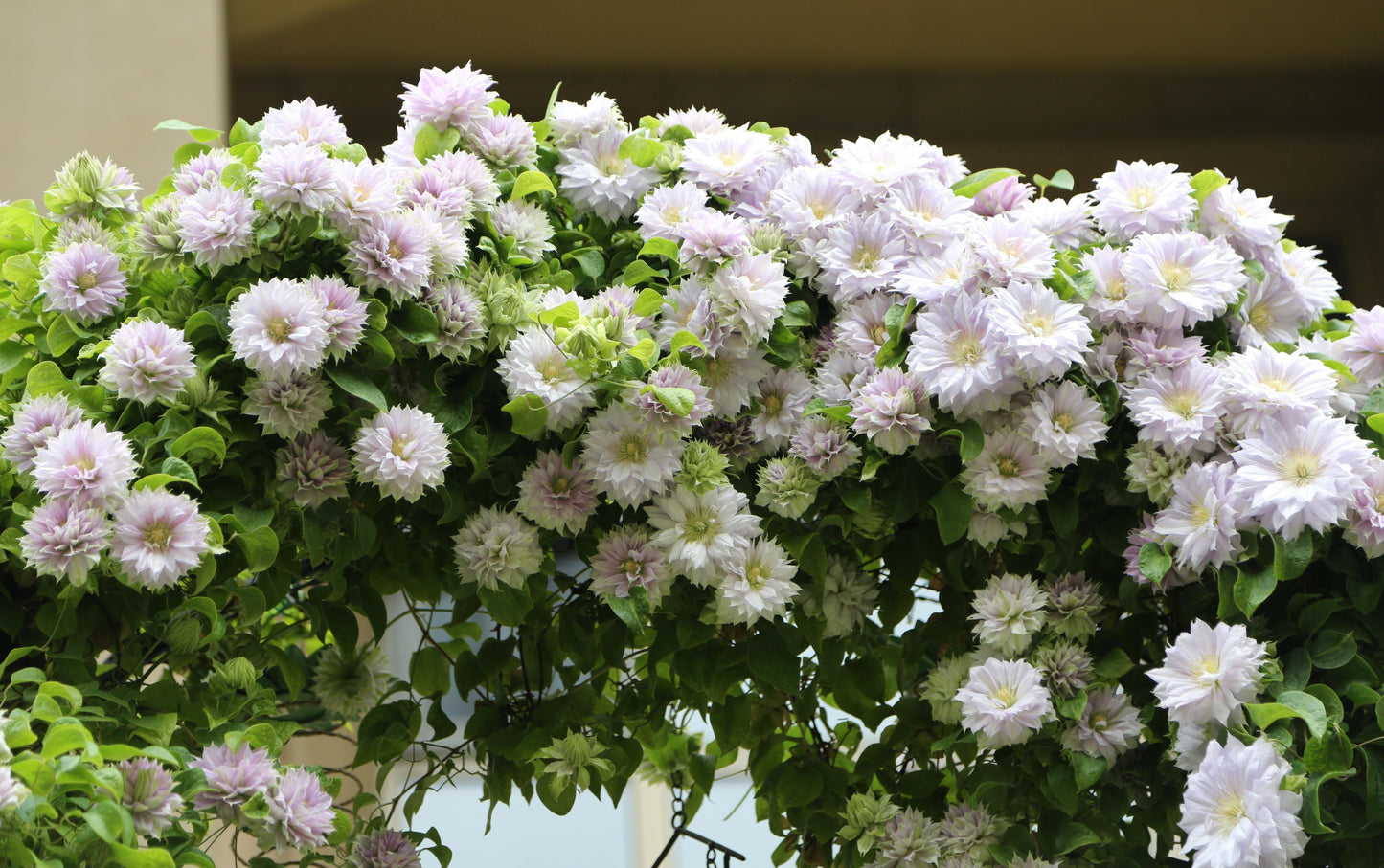 Clematis ‘’Belle of Woking｜ベルオブウォーキング| 沃金美女‘’