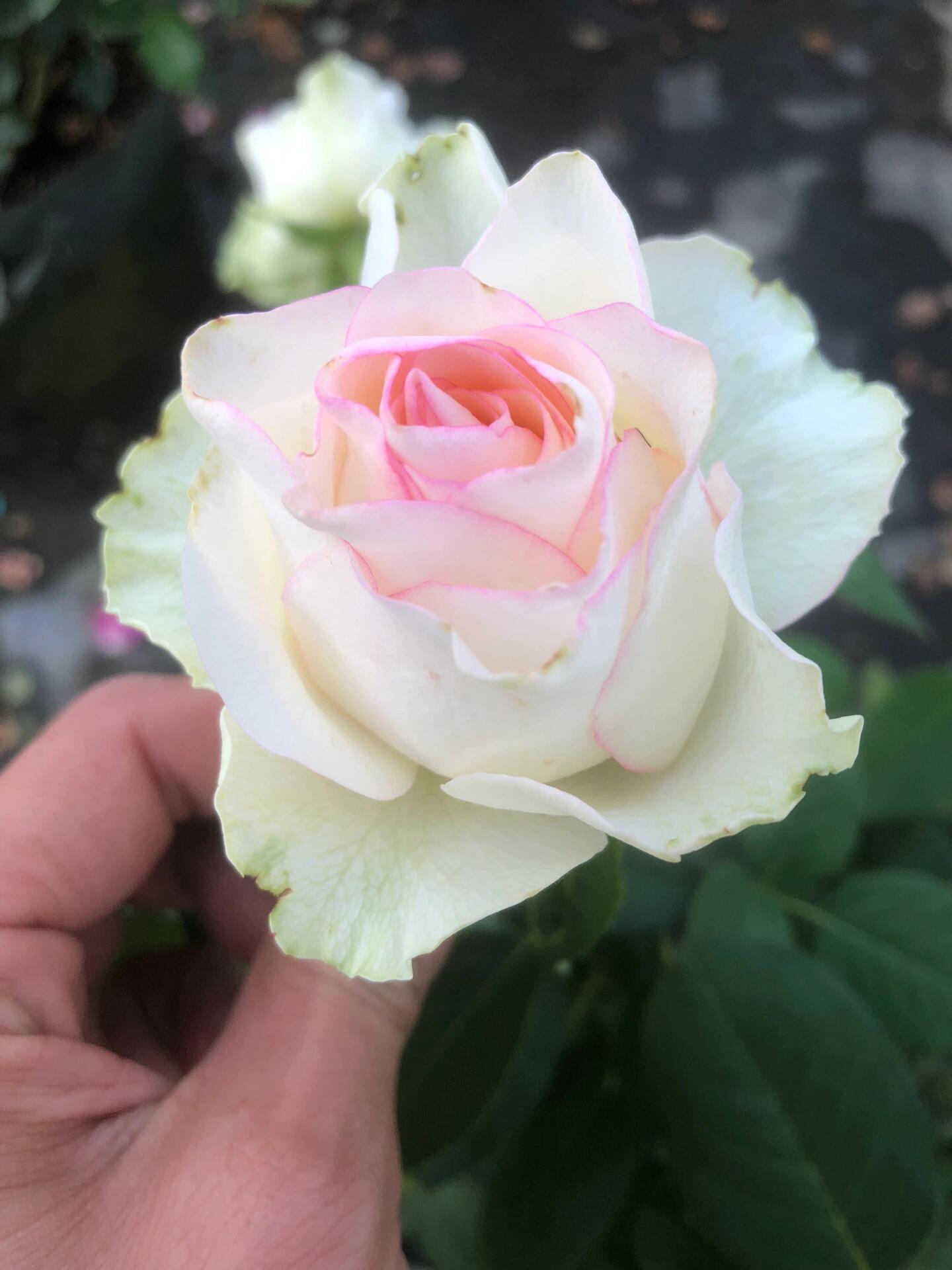 Rose  ’ White Jumilia ｜白艾莎