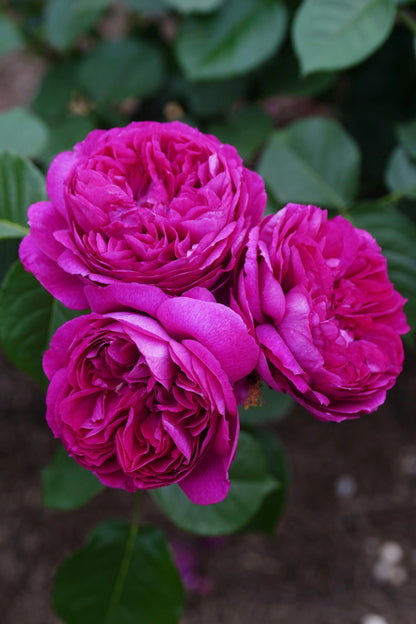 Rose  ‘ Ci Xuan| 慈萱|  - New Variety 2020