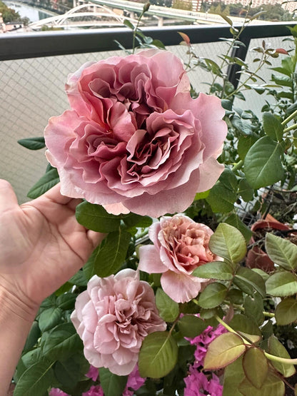 Rose ‘ Caffe Latte  ｜拿铁咖啡‘