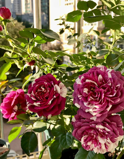 Rose  ’ Scented Jewel｜センティッドジュエル ｜芬芳宝石