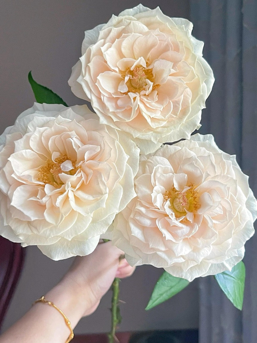 Rose  ‘ Royal Diva｜歌剧皇后'