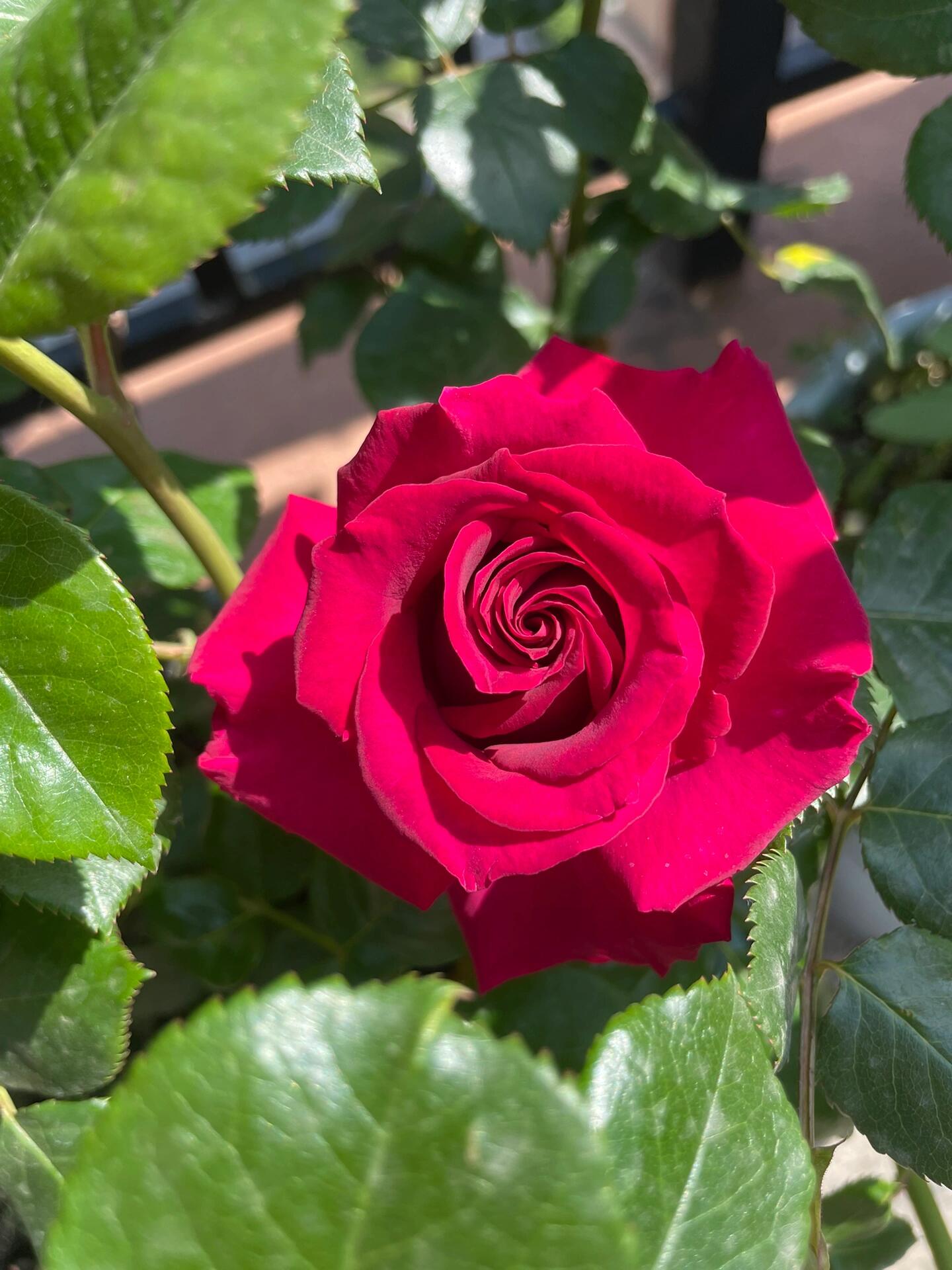 Rose  ’ Belles Rives |  美人丽芙