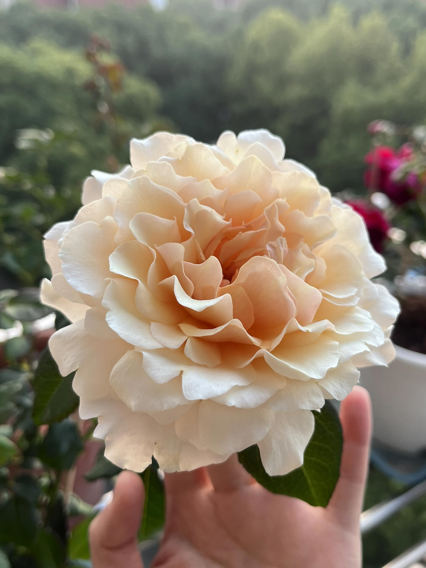 Rosa ’ Ben Weatherstaff｜ ベン ウェザースタッフ|   园丁老班 - New Variety 2020