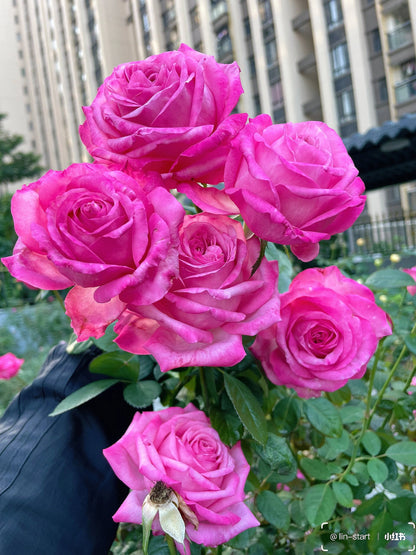 Rose  'Peach Blaze Sky | 桃灼蓝天 | Award-winning '