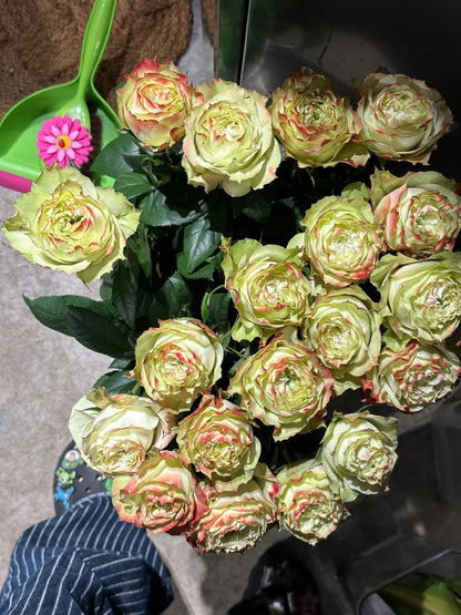 Rose  ‘ Green Apple｜グリーンアップル| 青苹果  - New Variety Florists Rose