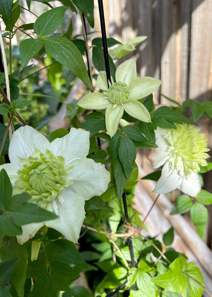 Clematis ''Alba Plenal | 白万重''-小绿| 绿玉