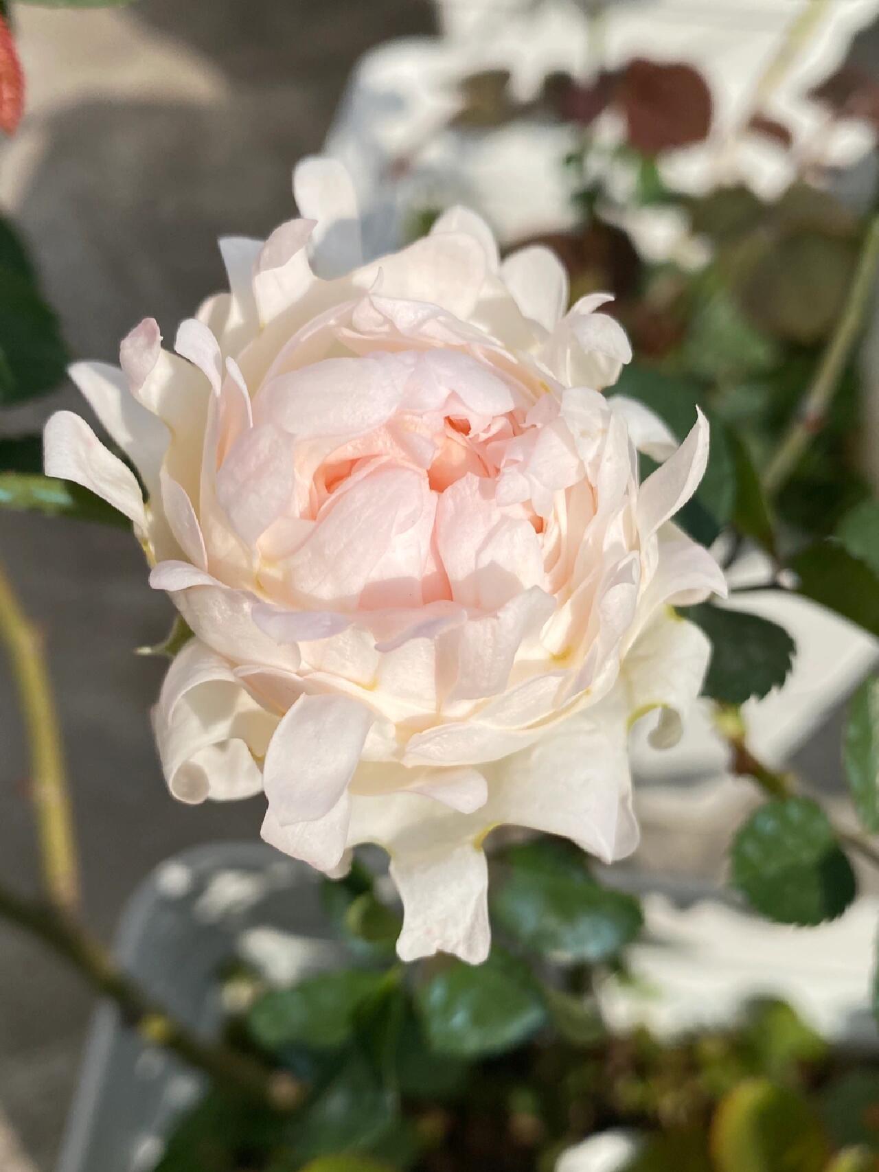 Rare Rose  ‘ Peach Anemone ｜桃子海葵 - New Variety 2023