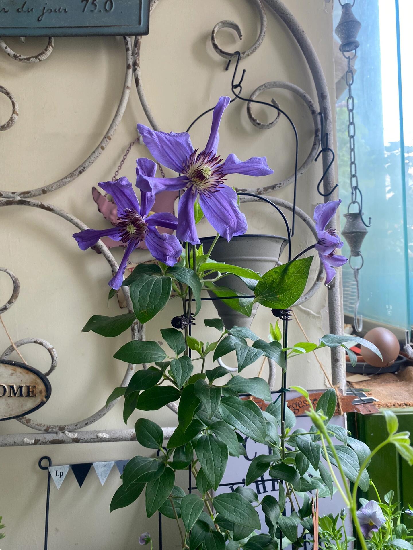 Clematis ' Sizaia Ptitsa｜ 幸福之鸟 ’
