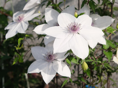 Rare Clematis ‘’Guizi｜摫子‘’