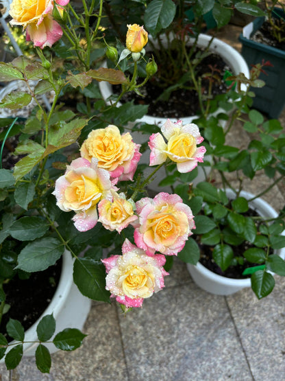 Rare Rose  ‘ Chaleur｜シヤル一ル ｜温暖｜夏洛尔