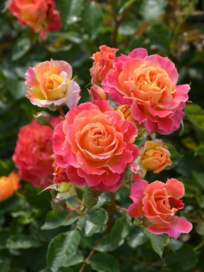 Rare Rose  ‘ Chaleur｜シヤル一ル ｜温暖｜夏洛尔