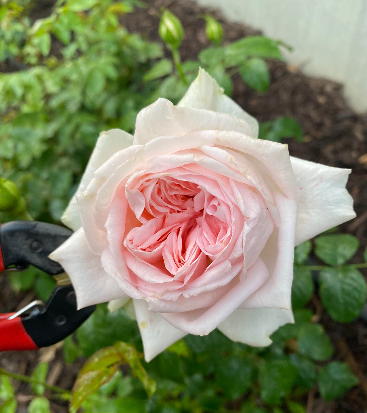 Rose 'Pretty Rabbit' 漂亮的玉兔