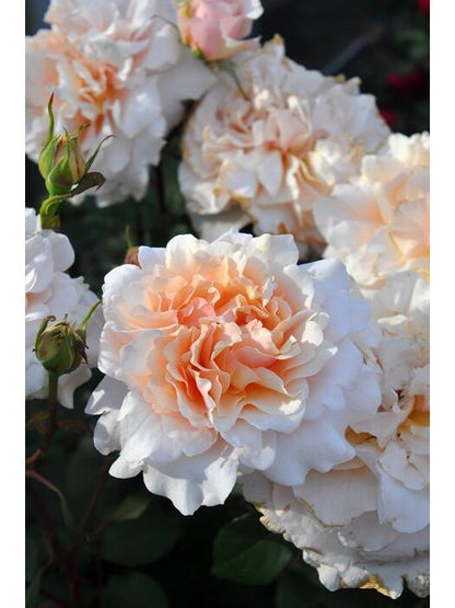 Rosa ’ Ben Weatherstaff｜ ベン ウェザースタッフ|   园丁老班 - New Variety 2020