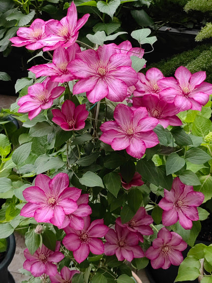 Clematis ‘’Liberty｜解放‘’