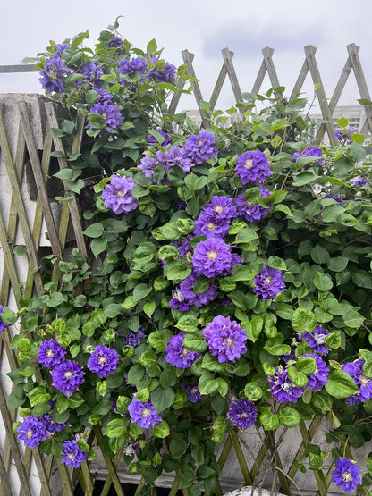 Clematis ‘’Kiri Te Kanawa｜- LivePlant｜卡瓦娜‘’