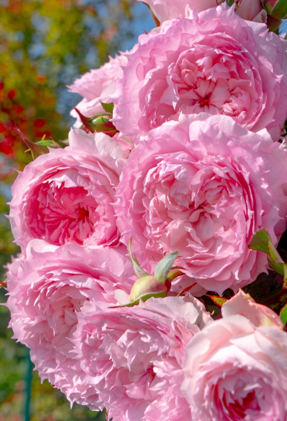 Rose ’ Misty Moon｜Rong Rong Yue ｜溶溶月 -  New Variety 2022