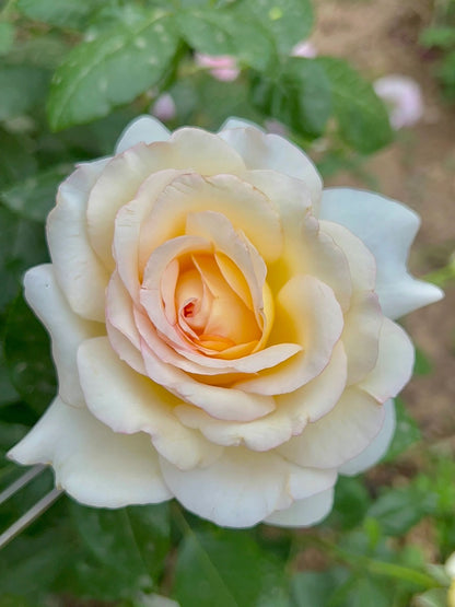 Rose  ‘ Anastasia ｜假面公主 - Award-Winning Variety