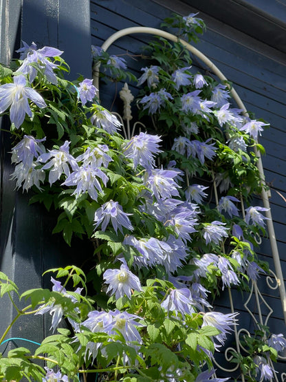 Clematis ‘’Maidwell Hall｜梅德维尔‘’
