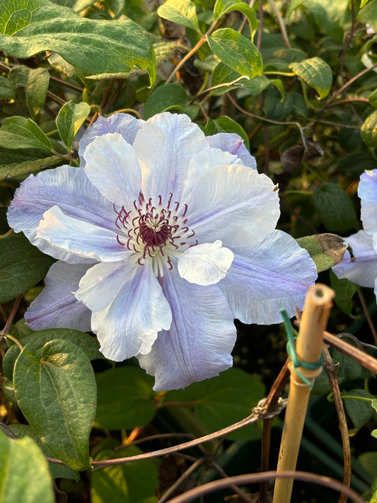 Clematis ‘’Blue Cotillion｜蓝色龙沙舞‘’