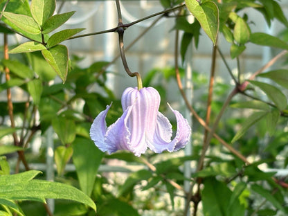 Blue Octopus Clematis ‘’クリスパ・エンジェル| Crispa Angel| 克里斯帕天使| タコクレマチス‘’