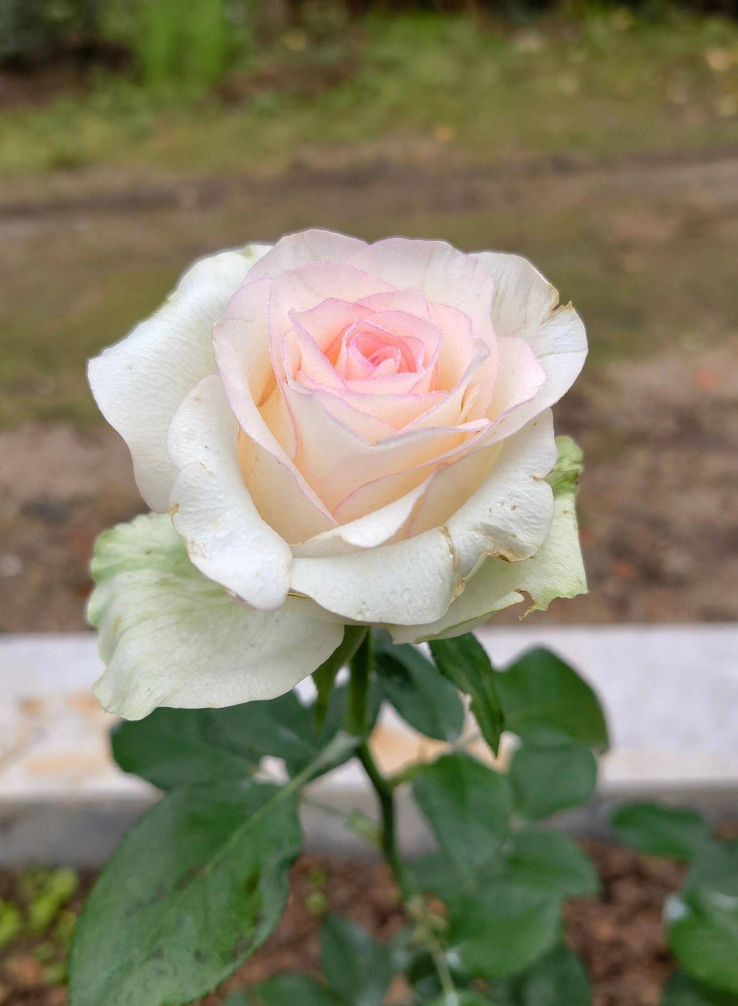 Rose  ’ White Jumilia ｜白艾莎