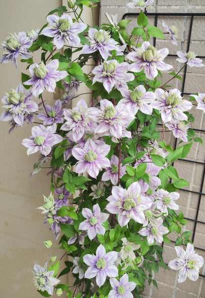 Clematis'' Minamonoyousei | みなもようせい| 水面妖精''