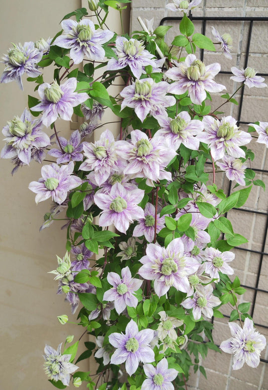 Clematis'' Minamonoyousei | みなもようせい| 水面妖精''