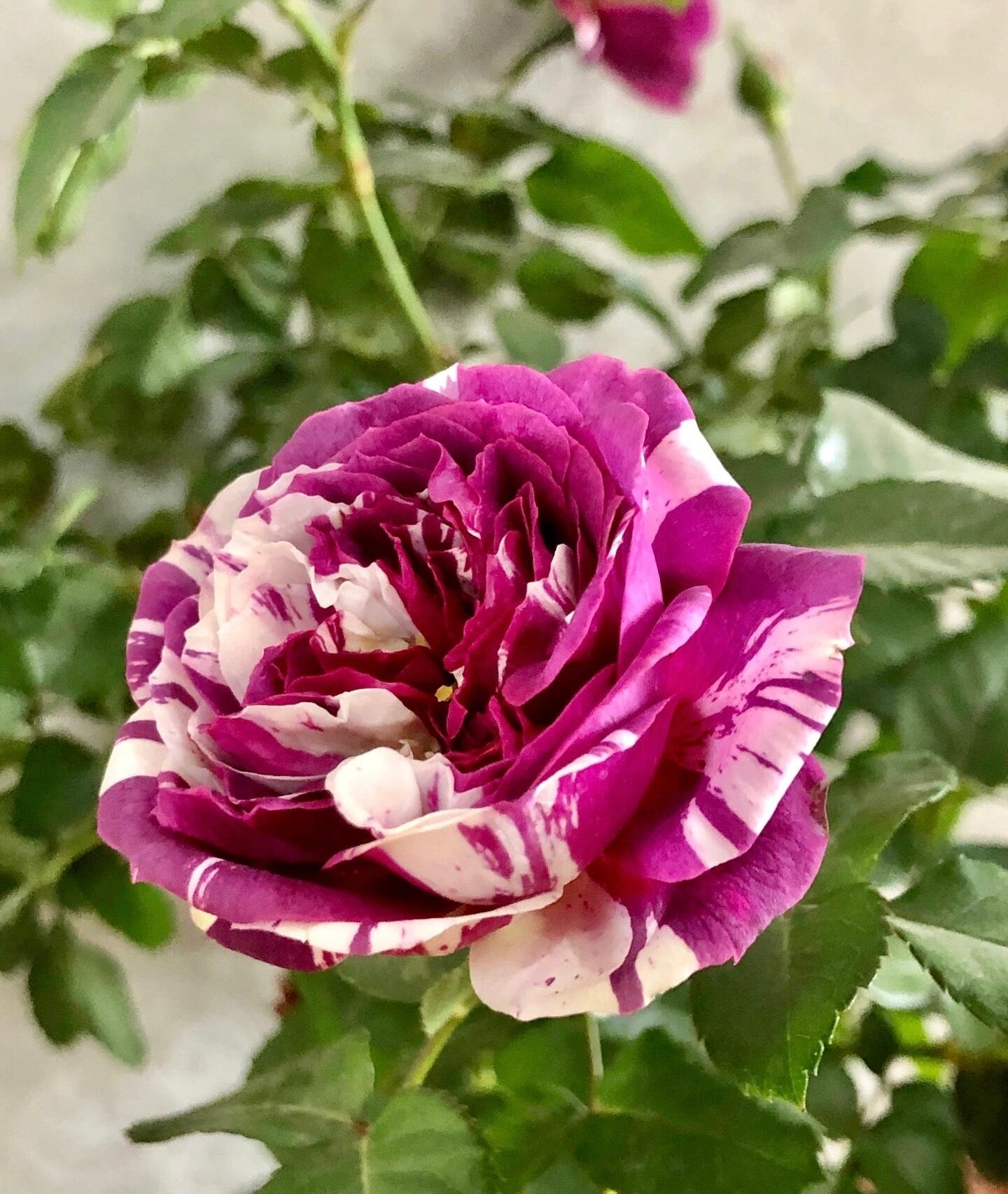 Rose  ’ Scented Jewel｜センティッドジュエル ｜芬芳宝石