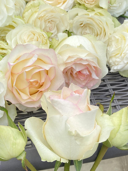 Rose  ’ White Jumilia ｜白艾莎