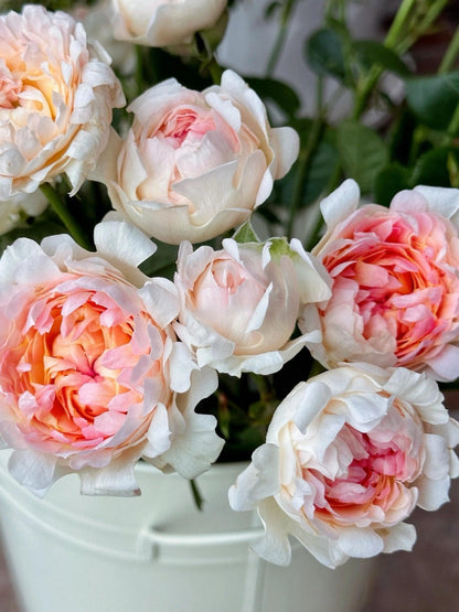 Rare Rose  ‘ Peach Anemone ｜桃子海葵 - New Variety 2023
