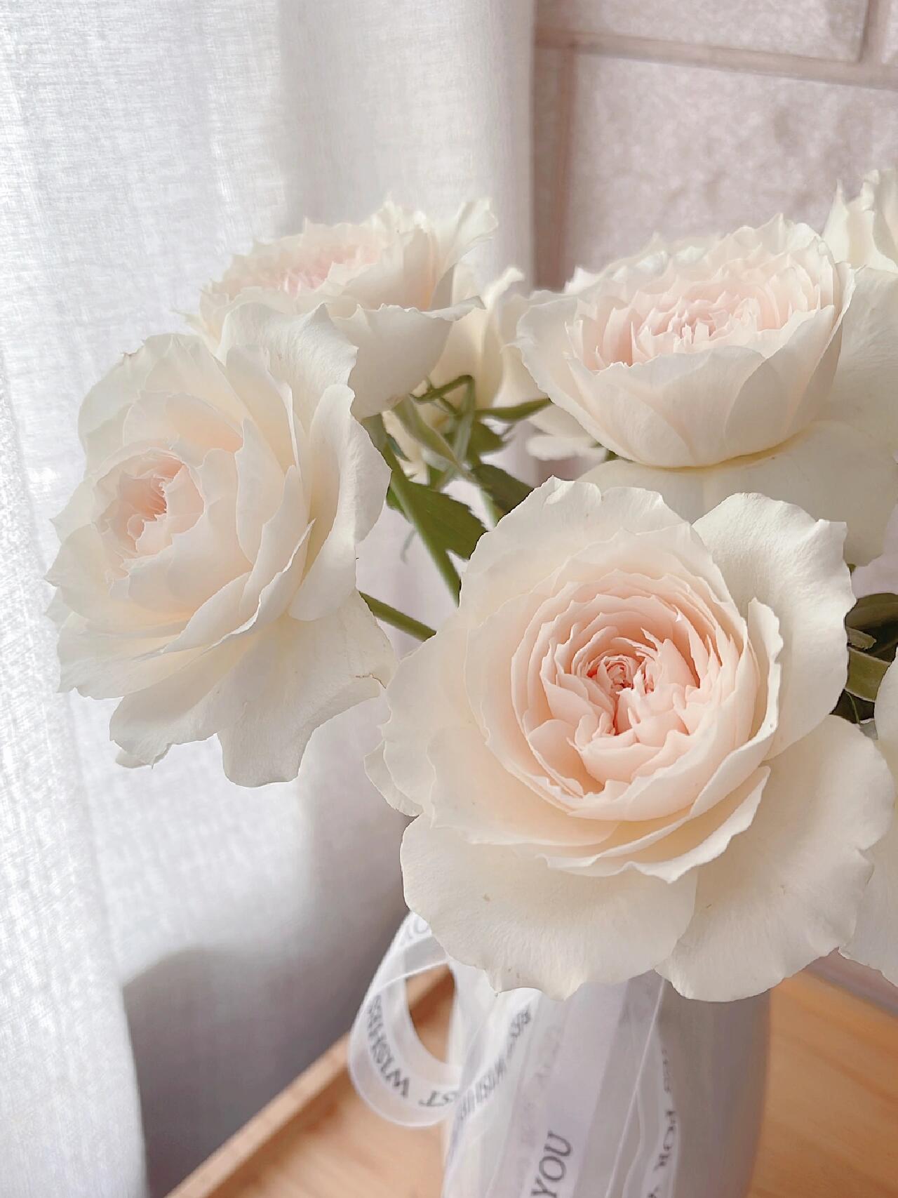 Rose  ‘ Royal Diva｜歌剧皇后'