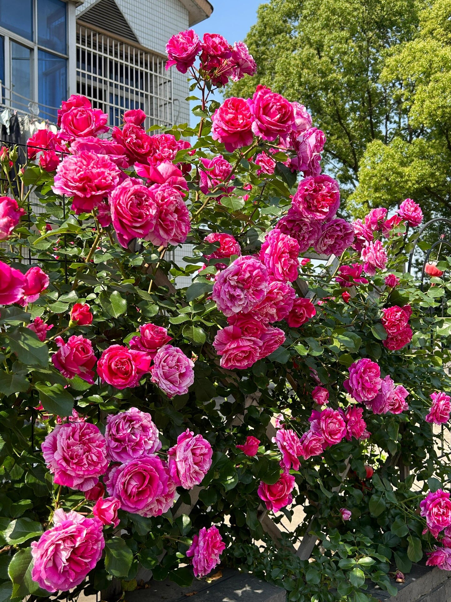 Striped Rose ’ Ines Sastre ｜伊蕾莎斯特 ‘