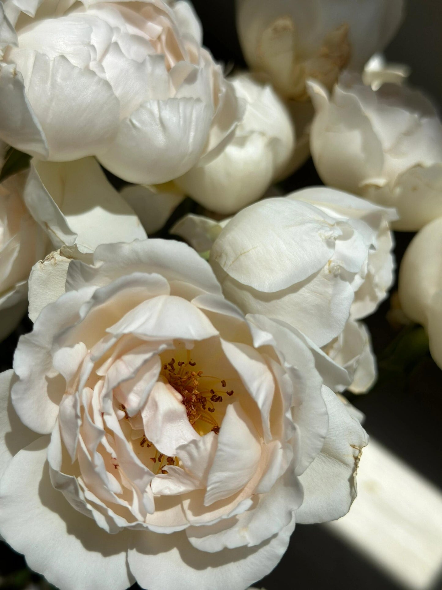 Rose  ’ Kashō｜かしょう｜华宵 - New Variety 2024