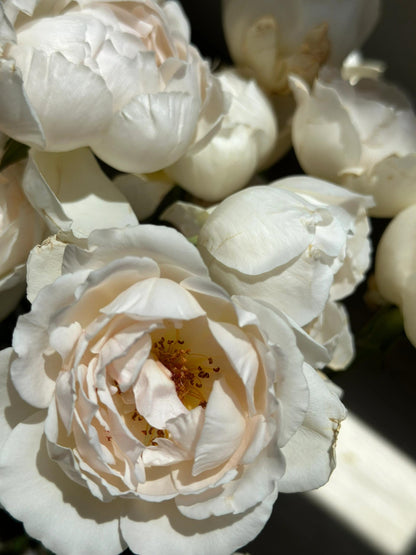 Rose  ’ Kashō｜かしょう｜华宵 - New Variety 2024