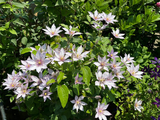 Clematis ‘Samaritan Jo| 撒玛利亚乔‘