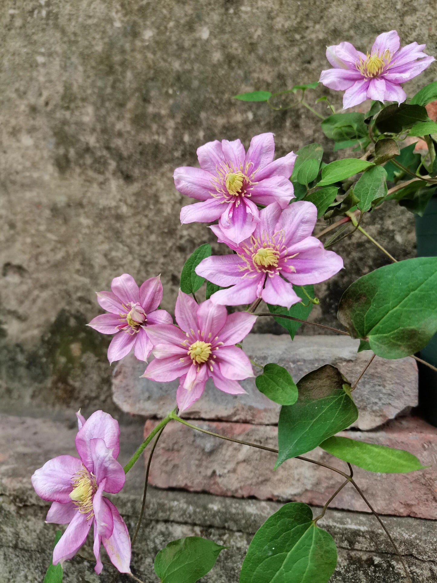 Clematis ‘’Paradiso| 天堂｜帕拉迪索‘’