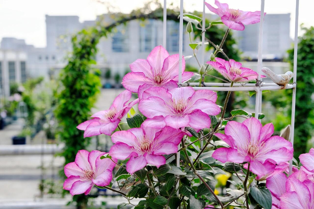 Clematis ‘’Liberty｜解放‘’