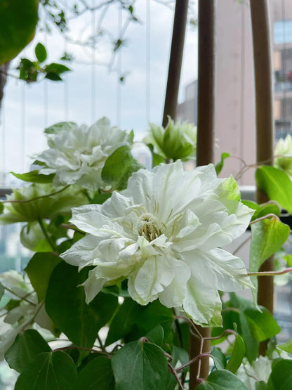 Clematis ‘’Shiko Yukiokoshi｜ゆきおこし｜雪妆‘’