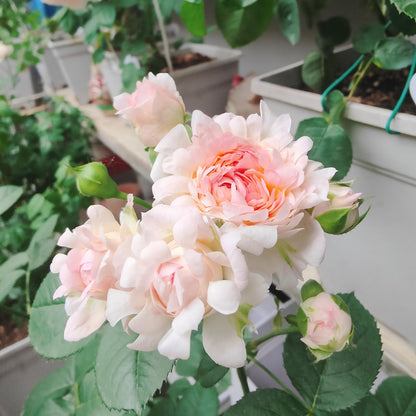 Rare Rose  ‘ Peach Anemone ｜桃子海葵 - New Variety 2023