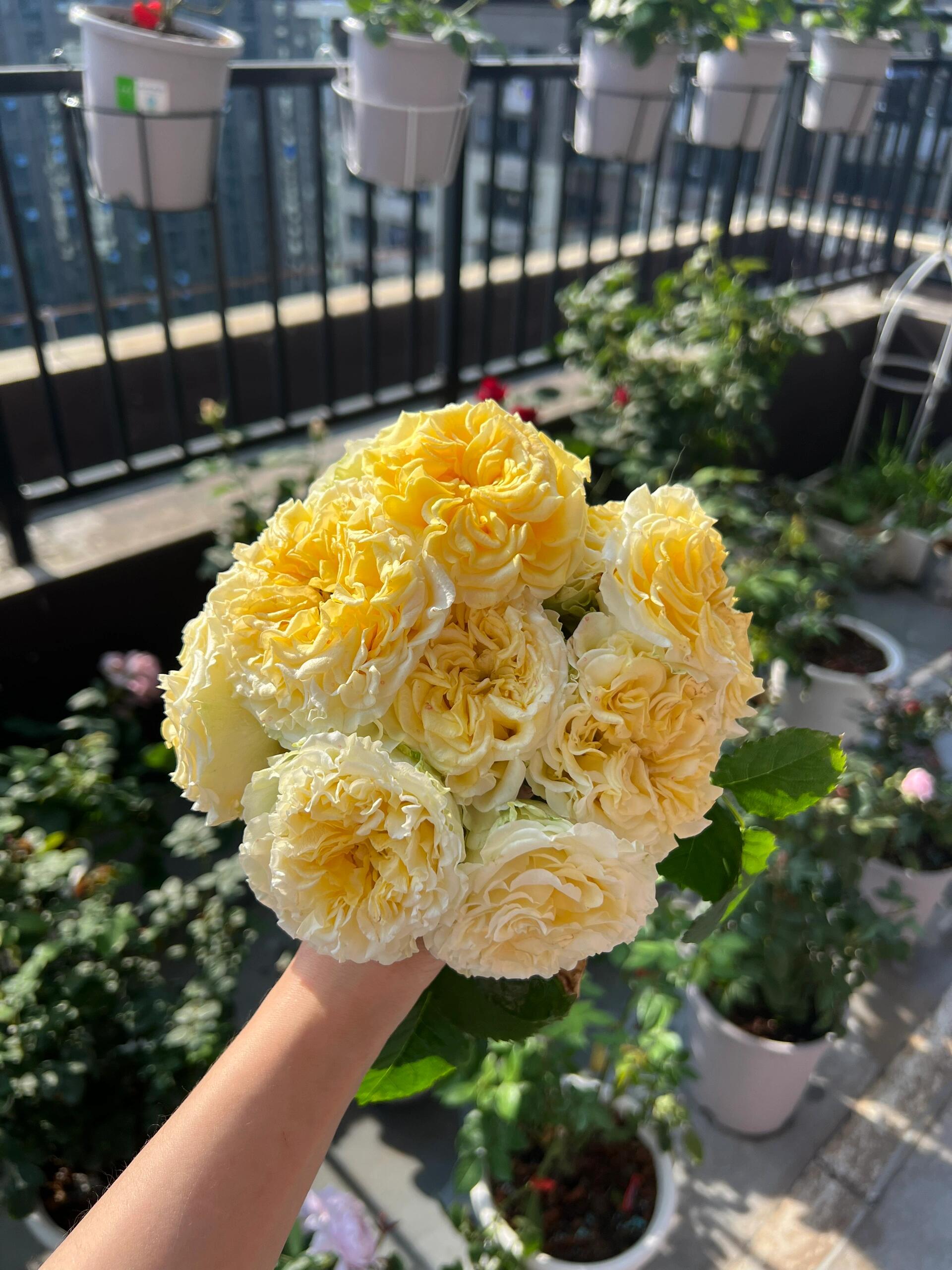 Rose ' Shell｜ 贝壳 – Kisaki Plant