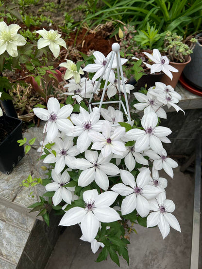 Rare Clematis ‘’Guizi｜摫子‘’