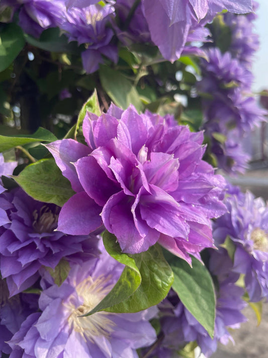 Clematis ''Enku｜円空''