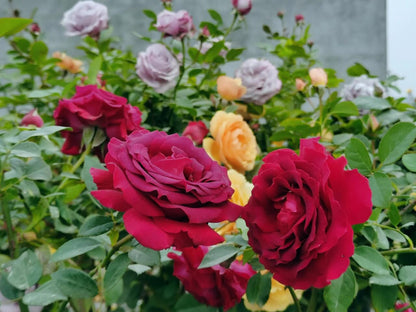 Rose  ’ Belles Rives |  美人丽芙