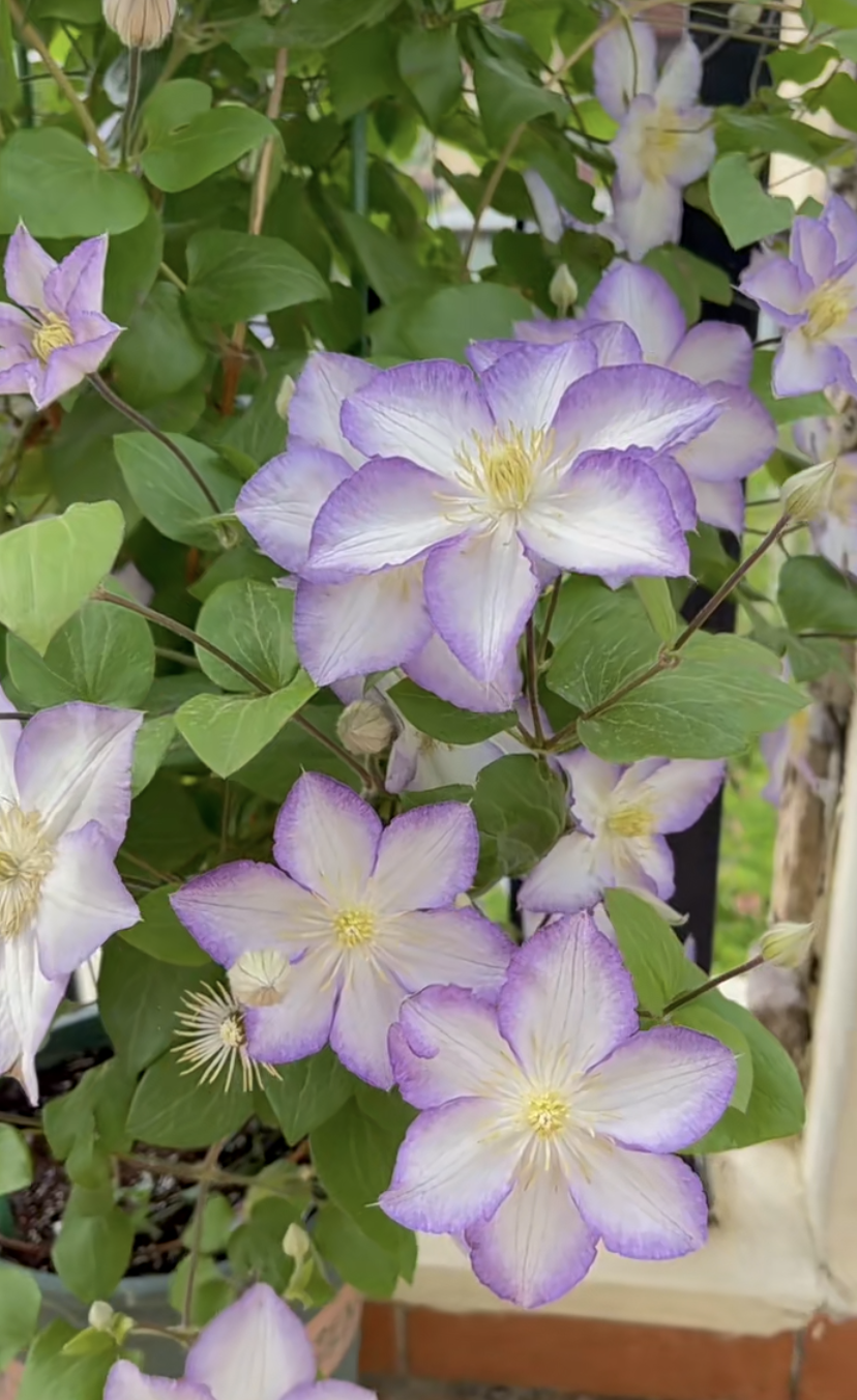 Clematis ‘’Lucky Charm| お守り|幸运符‘’