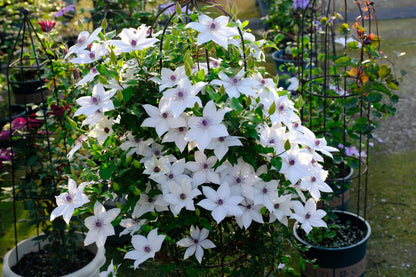 Clematis ''Haruyama｜はるやま| 晴山/ 春天''