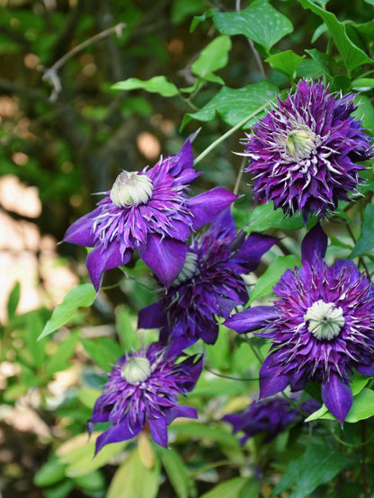Clematis ''Shishimaru | ししまる| 紫子丸''