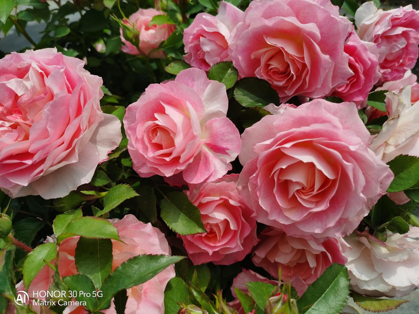 Popular Rose  ‘ Neptune King Terrazza | 海神王 ’