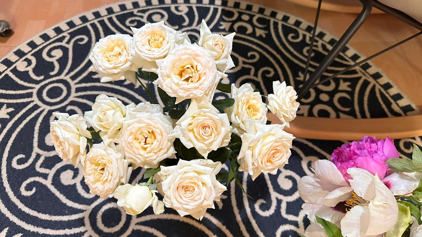 Rose  ‘ Anastasia ｜假面公主 - Award-Winning Variety