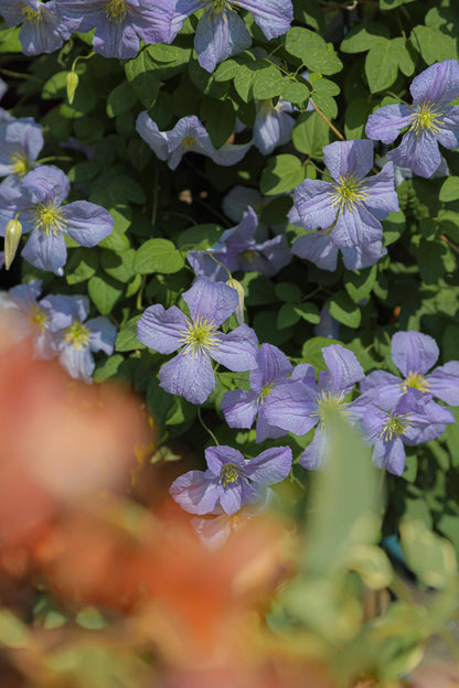 Clematis ‘’Emilia Plater｜艾米丽花盘‘’